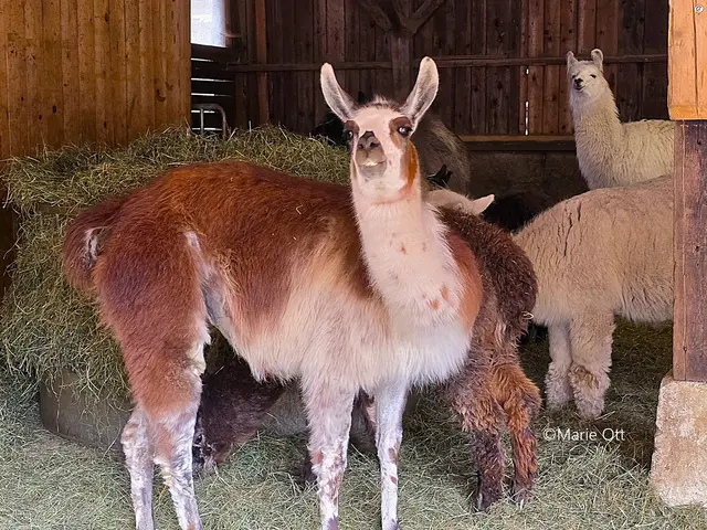 Advent, Ausstellung, Tragöss, 2025
