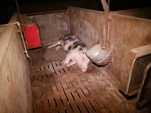 Foto: VGT - Verein gegen Tierfabriken