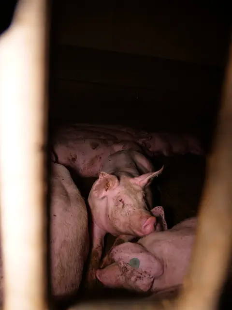 Foto: VGT - Verein gegen Tierfabriken