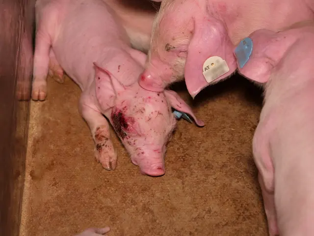 Foto: VGT - Verein gegen Tierfabriken