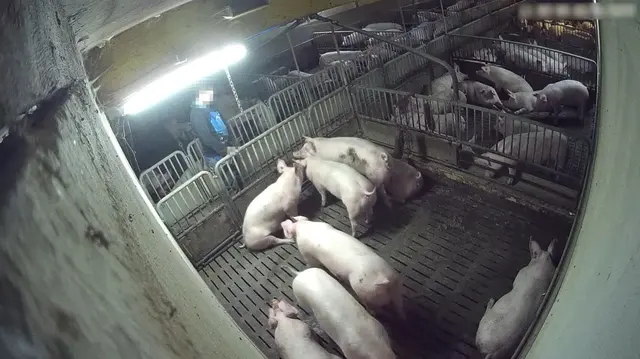 Foto: VGT - Verein gegen Tierfabriken