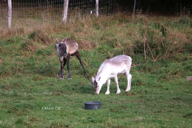 Rentiere, Adventmarkt, Steiermark, Tragöß, 2025
