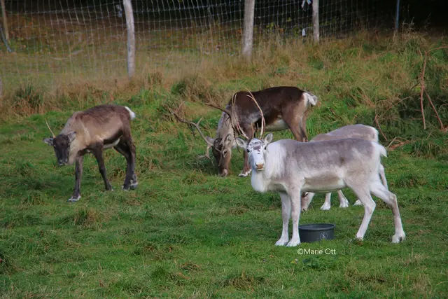 Rentiere aus Tragöss, Advent, Weihnachten, Markt