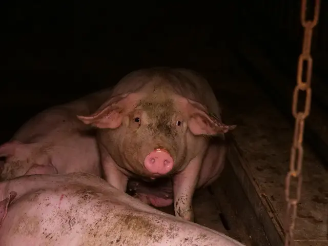 Foto: VGT - Verein gegen Tierfabriken