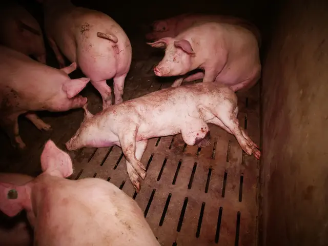 Foto: VGT - Verein gegen Tierfabriken