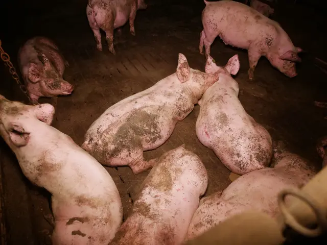 Foto: VGT - Verein gegen Tierfabriken