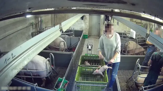 Foto: VGT - Verein gegen Tierfabriken