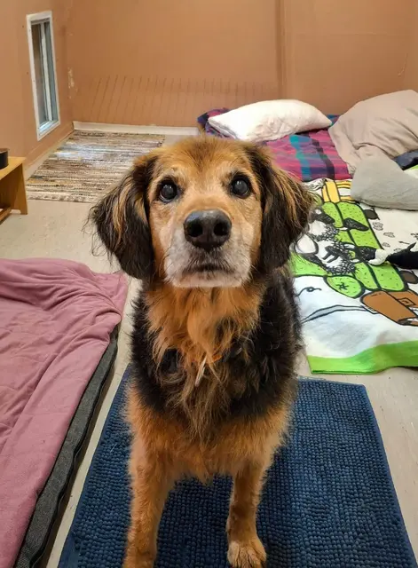 Hund Samy benötigt eine saubere Unterlage.  | Foto: ÖTV