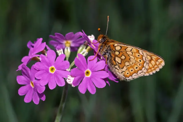 Ein goldener Schneckenfalter gönnt sich auf einer Mehlprimel eine kleine Pause. | Foto: Natureandmore/smarterpix