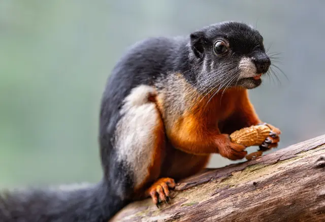 Mit seinem hohen Tempo, und neugierigem Charakter ist das Schönhörnchen ein echter Publikumsliebling im Zoo Schmiding. | Foto: Zoo Schmiding / Sterns