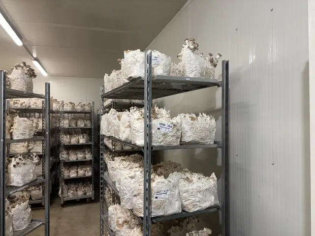 "Hut und Stiehl", ein Pilz-Unternehmen züchtet auf der Stadtfarm verschiedene Pilze. | Foto: Michael Marbacher/MeinBezirk