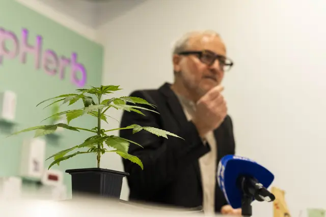 Mit Stand August gab es in Österreich rund 500 CBD-Geschäfte, allein in Wien waren es 100. Laut ÖCB-Obmann Hübner sind diese sowie rund 1.000 Arbeitsplätze landesweit durch die Novelle gefährdet. | Foto: Stefan Joham