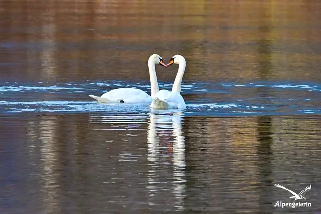 Foto: Janet Bleiker/ Alpengeierin