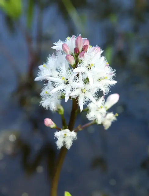 Der Fieberklee verleiht dem Pfeiferanger eine besondere botanische Note. | Foto: emer/smarterpix