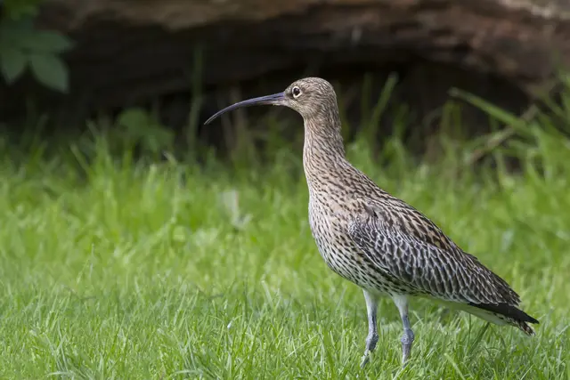 Der große Brachvogel ist akut vom Aussterben bedroht. Der Pfeiferanger ist für ihn ein wichtiger Rückzugsort. | Foto: chris2766/smarterpix