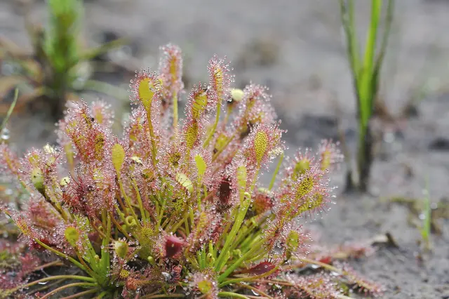 Im Pfeiferanger wächst mit dem Mittleren Sonnentau eine der seltenen fleischfressenden Pflanzen der Region. | Foto: hanspetermoehlig/smarterpix