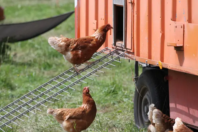Für landwirtschaftliche Betriebe und Hobbyhaltungen über 50 Stück Geflügel gilt im Flachgau und in der Stadt Salzburg ab Donnerstag, dem 20. November 2025, eine Stallpflicht. Beide Bezirke gelten als stark erhöhtes Risikogebiet für die Vogelgrippe. | Foto: Land Salzburg/Melanie Hutter