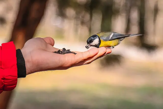 Singvögel spielen in der Verbreitung der Vogelgrippe derzeit keine beziehungsweise nur eine sehr untergeordnete Rolle. | Foto: Symbolbild Pixabay