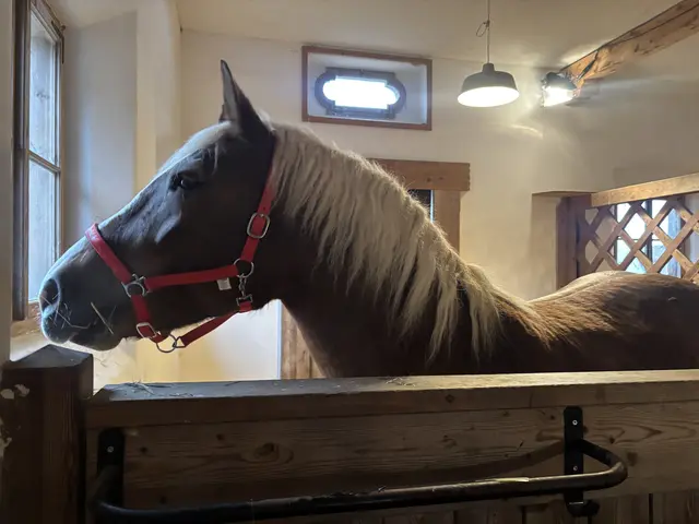 Der Filmdreh auf Gut Aiderbichl Henndorf war auch für die Tiere aufregend. | Foto: Emanuel Hasenauer