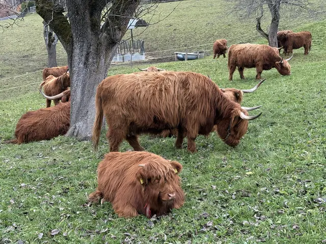 Insgesamt stehen sechs Kühe und 13 Jungrinder am Betrieb. | Foto: Christian Moser