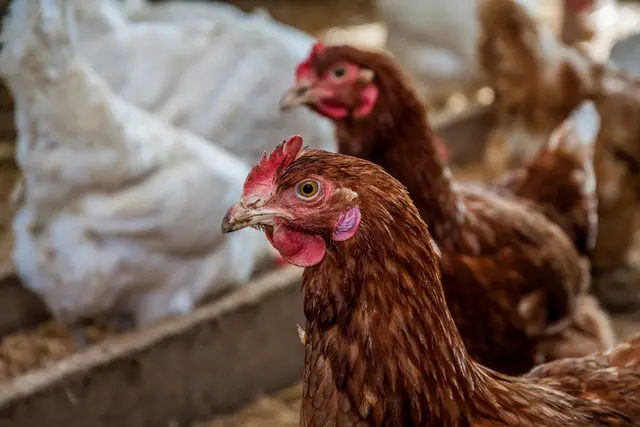 Die Stallhaltungspflicht gilt für alle Geflügelhaltungen ab 50 Tieren. (Symbolfoto)  | Foto: stock.adobe.com/at/pureshot  
