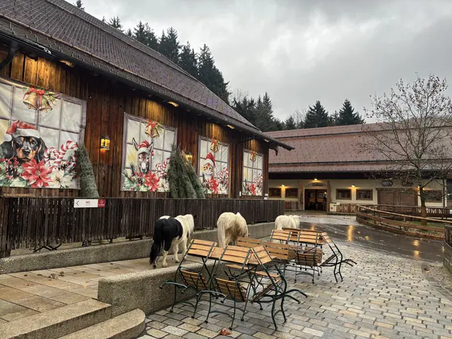Die Ponys bewegen sich frei auf dem Gut in Henndorf. | Foto: Emanuel Hasenauer