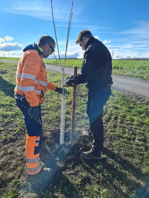 Der Bauhof setzt die Obstbäume gemeinsam mit dem KLAR-Manager Thomas Leitner-Weiss. | Foto: Gemeinde Sigleß