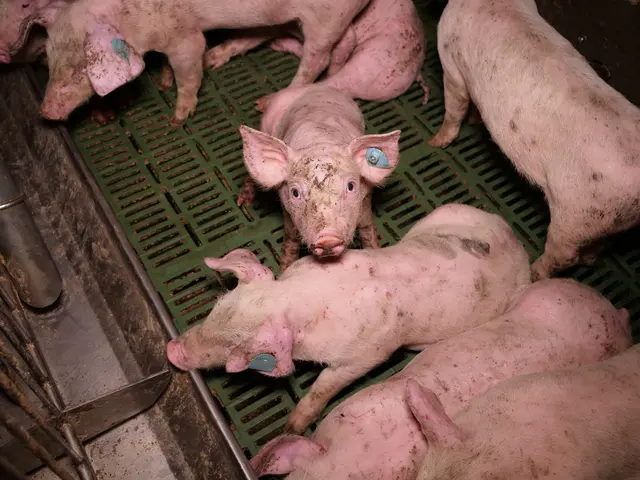 Foto: VGT - Verein gegen Tierfabriken