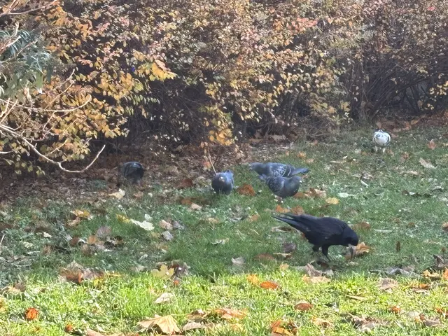 Die örtliche Taubenpopulation wird zum Problem. | Foto: Michael Marbacher/MeinBezirk