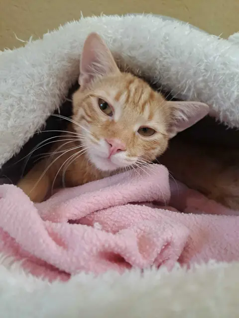 Cosmo | Foto: Pfotenhilfe