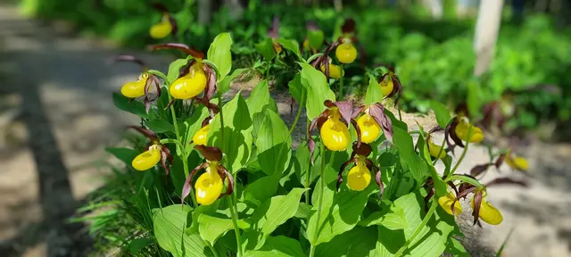 Foto: Obst- und Gartenbauverein
