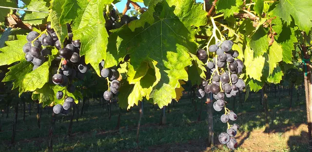 Weingärten säumen unsere Landschaft. | Foto: Herbert Schleich