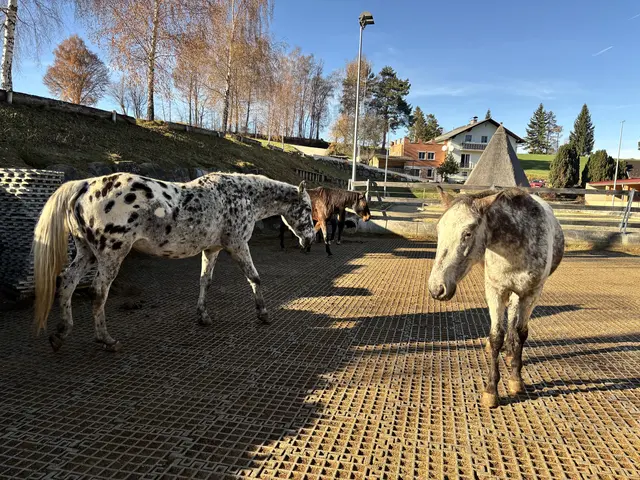 Aktuell zählen zur M'amin Herde in Birkfeld circa 45 bis 50 Pferde. | Foto: MeinBezirk/Leonie Herrmann
