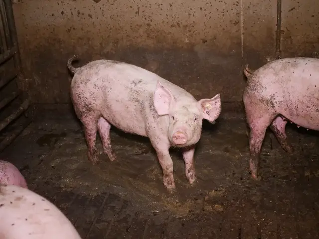 Keine gemütlichen Zustände im Stall mit Vollspaltenböden. | Foto: VGT - Verein gegen Tierfabriken