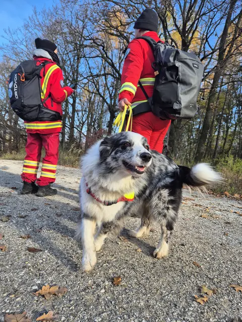 Rettungshundeteams arbeiten sich konzentriert durch das Übungsgebiet. | Foto: zVg. Österreichische Rettungshundebrigade (ÖRHB)