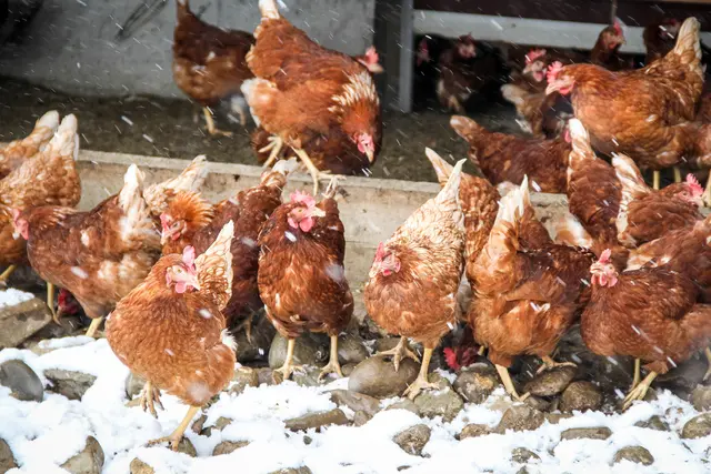 Am 17. November 2025 wurde im Bezirk Neusiedl am See erstmals in diesem Jahr der hochpathogene Erreger der Geflügelpest nachgewiesen.  | Foto: Melanie Hutter