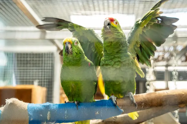 Die Vögel können auch kurz- oder langfristig adoptiert werden.  | Foto: Valentina Marinelic/MeinBezirk