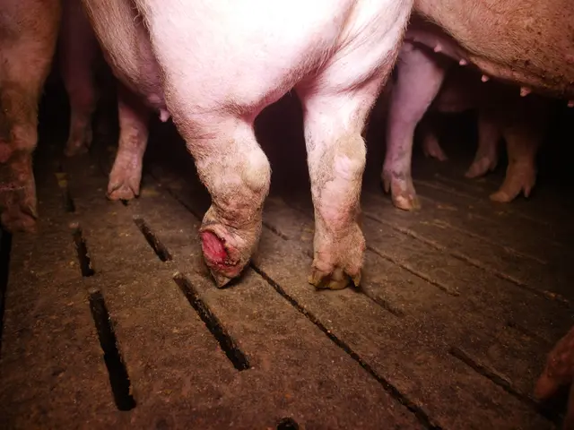 Auch zahlreiche verletzte Tiere befanden sich im Stall. | Foto: VGT.at