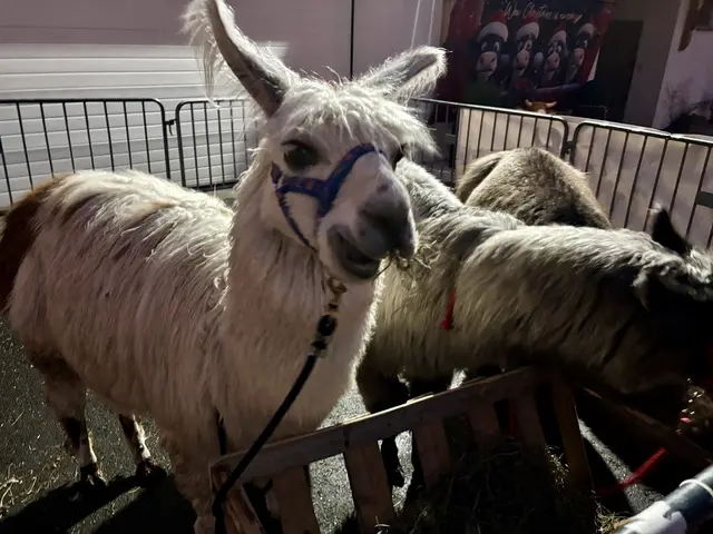 Foto: MeinBezirk/Angelika Brunner