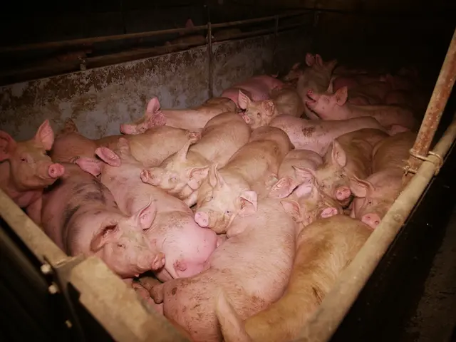 Nebst des Vorwurfs der Tierquälerei mussten sich die Angeklagten auch wegen Beweismittelunterdrückung verantworten.  | Foto: VGT.at