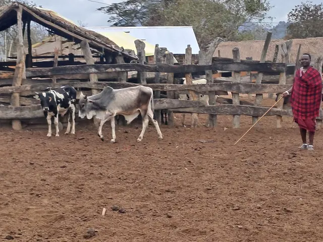 Mario &amp; Christoph in Tansania. Dort stehen sie auch unter der Fuchtel von Häuptling Rokonga. | Foto: Manfred Leitgeb