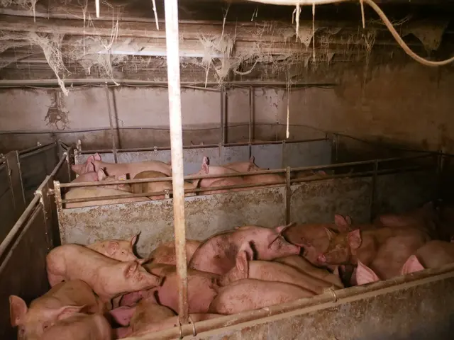 Bilder, die keiner sehen will - das Foto zeigt die untragbaren Zustände im Schweinestall. | Foto: VGT.at