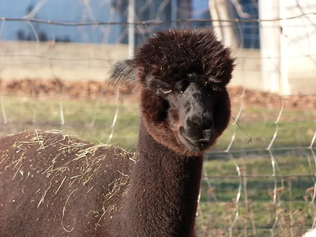 Foto: Vanessa Wittmann