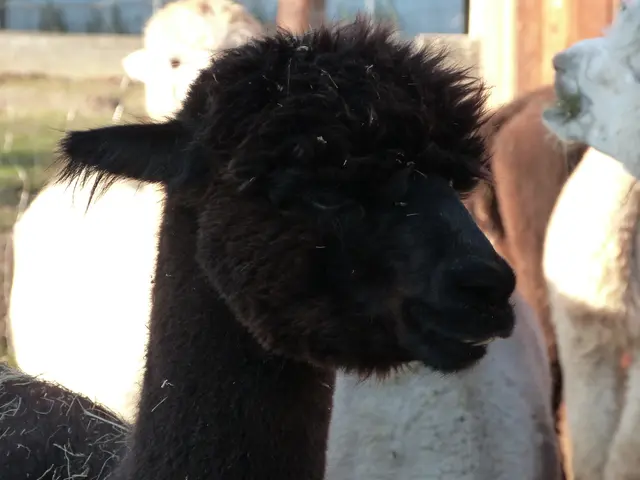 Foto: Vanessa Wittmann