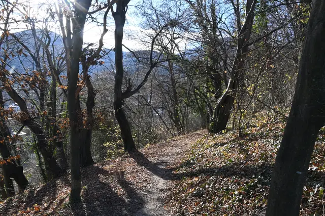 Waldweg Richtung Furth/Gloggnitz