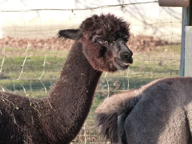 Foto: Vanessa Wittmann