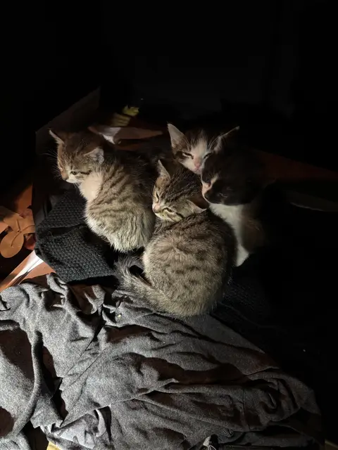 Vier kleine Kätzchen wurden in einem Karton beim Eurospar in Wels-Vogelweide "entsorgt" und ihrem Schicksal überlassen. | Foto: THG