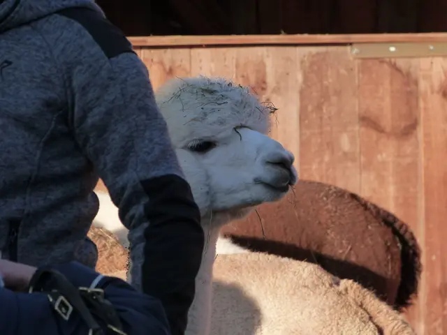 Foto: Vanessa Wittmann