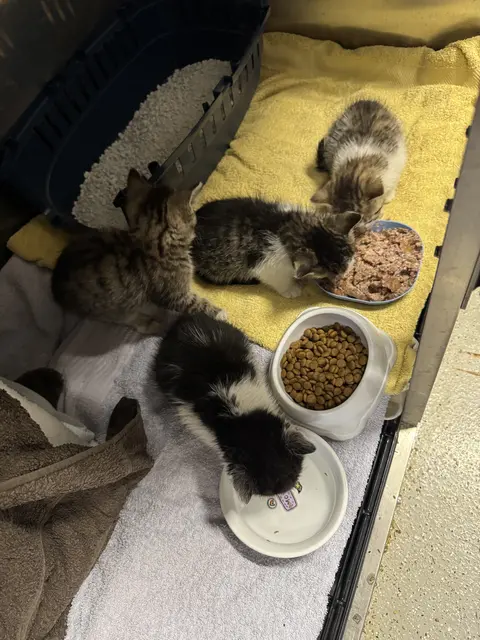 Die Katzen seien nach ihrer Rettung wieder am Weg der Besserung. | Foto: THG