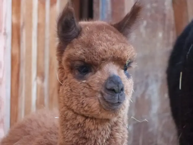 Foto: Vanessa Wittmann